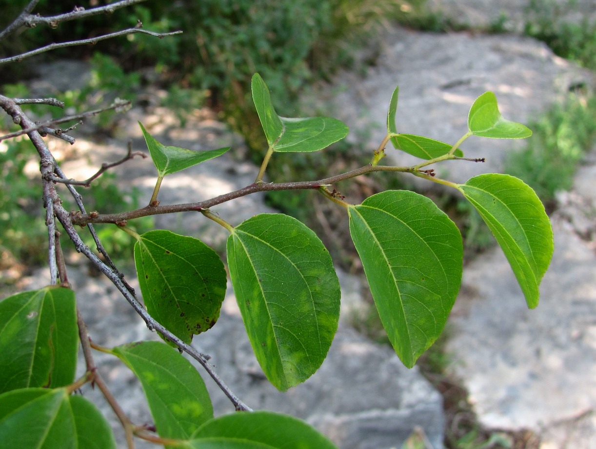 Image of Paliurus spina-christi specimen.