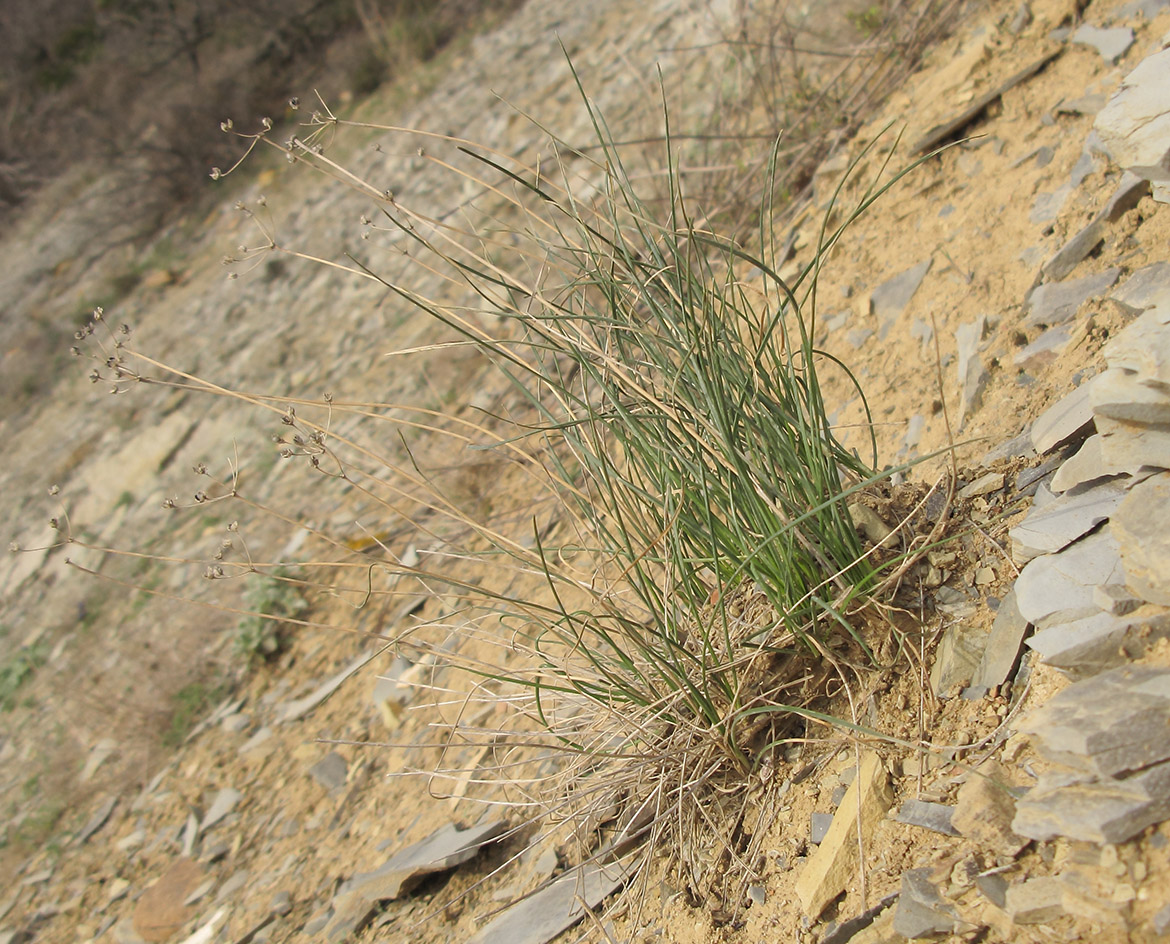 Image of Allium moschatum specimen.