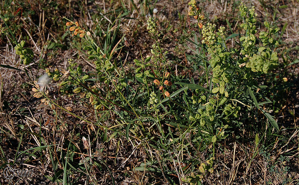 Изображение особи Reseda lutea.