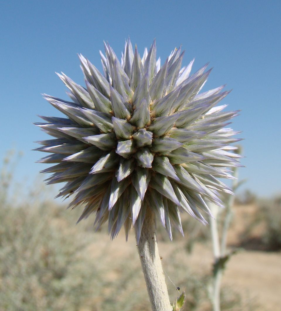 Изображение особи Echinops albicaulis.