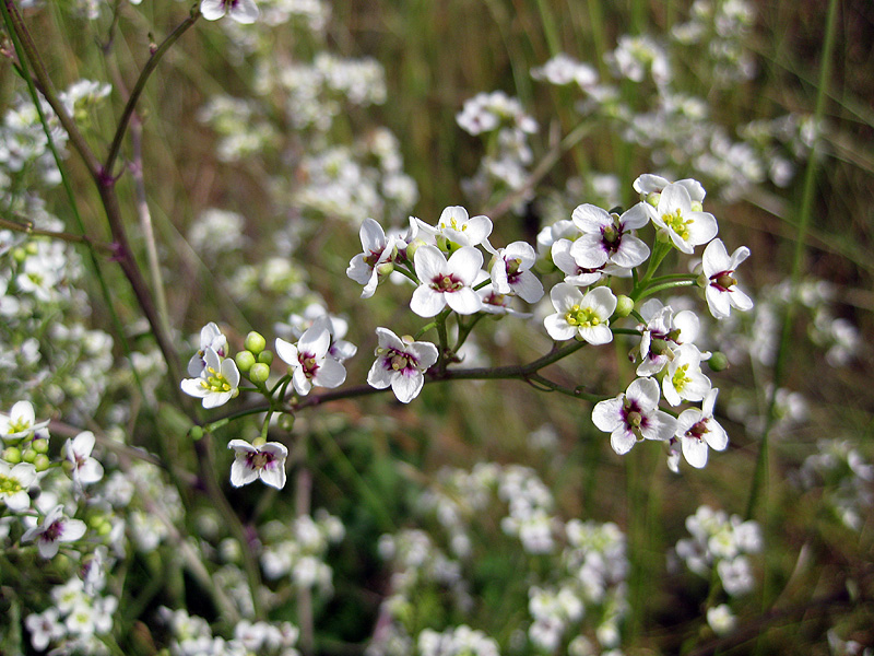 Image of Crambe tataria specimen.