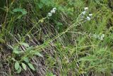 Myosotis imitata