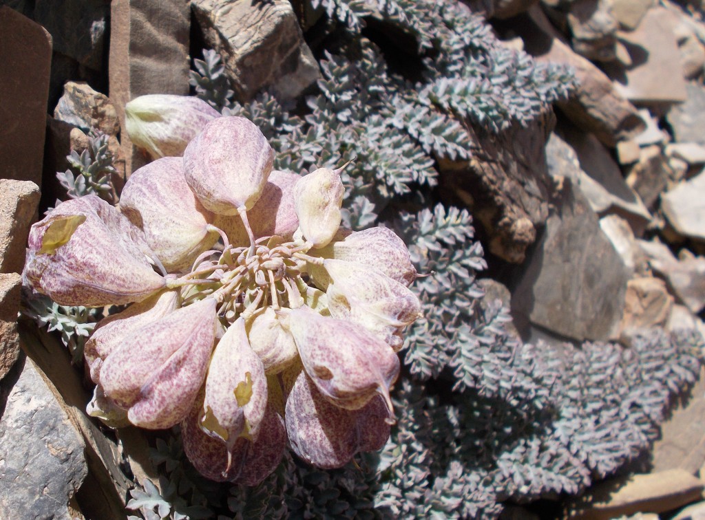 Изображение особи Cysticorydalis fedtschenkoana.