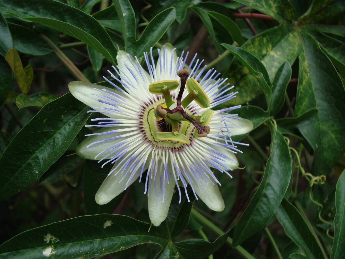 Изображение особи Passiflora caerulea.