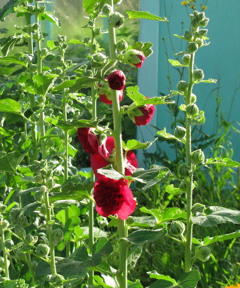 Image of Alcea rosea specimen.