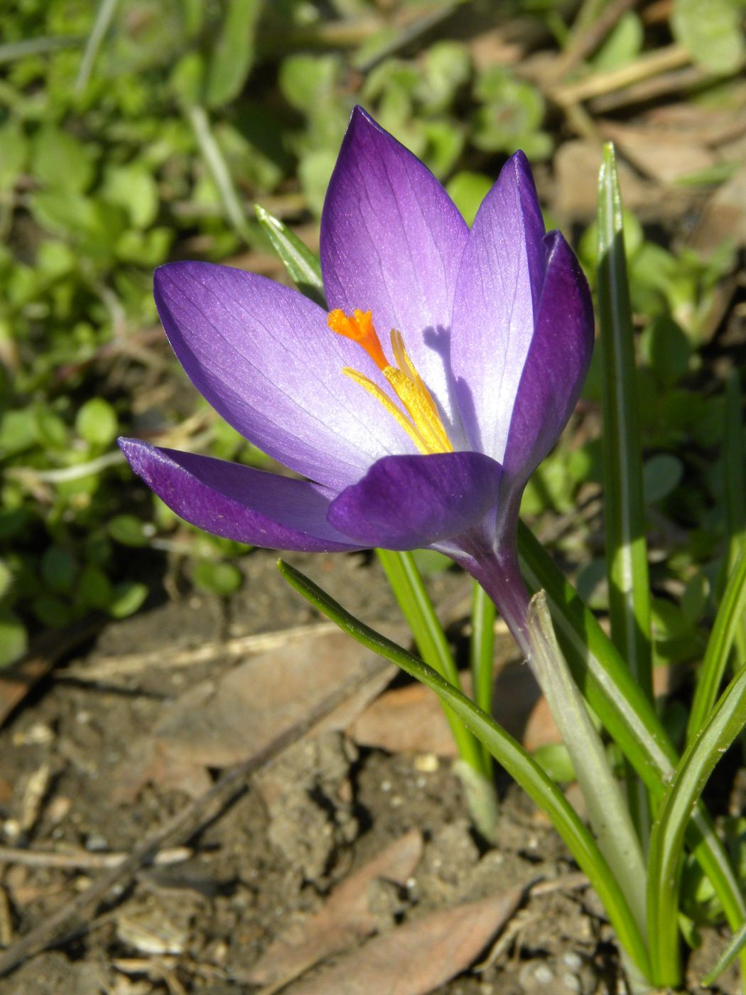 Изображение особи Crocus vernus.