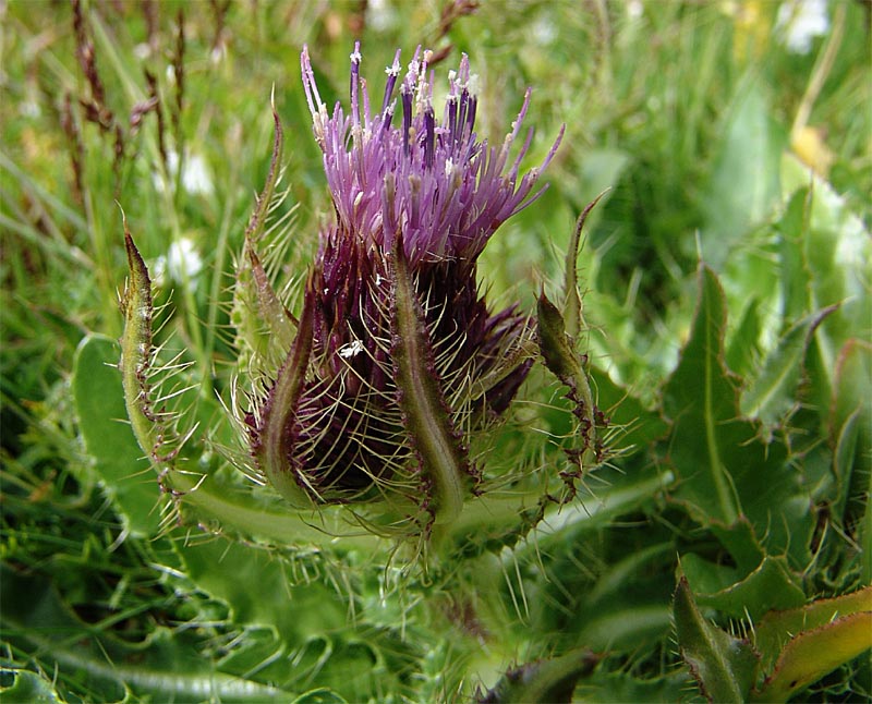 Image of Cirsium simplex specimen.