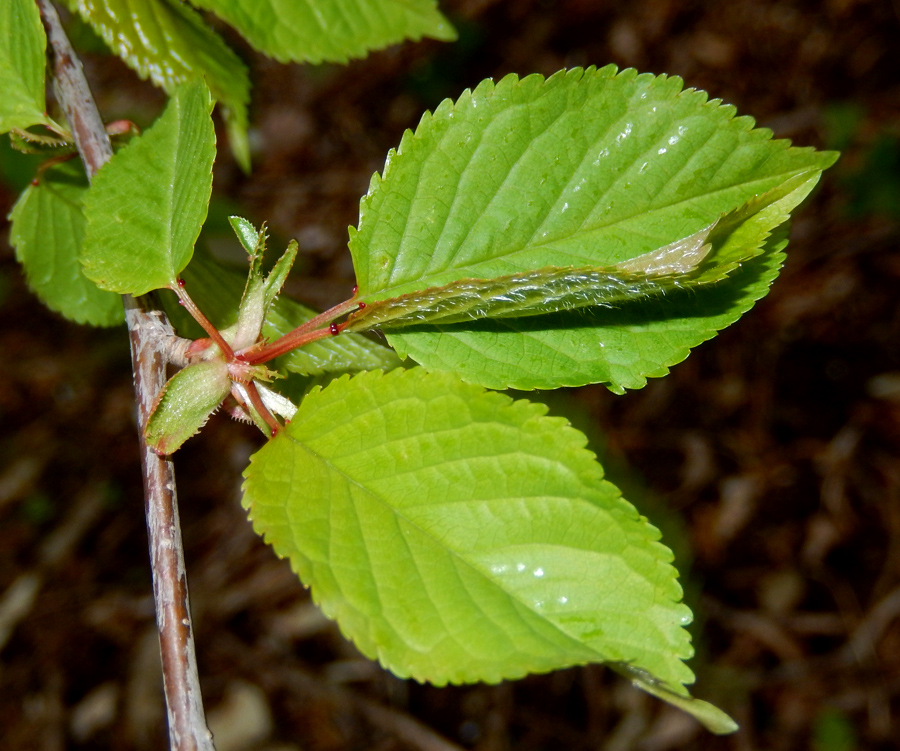 Image of Cerasus avium specimen.