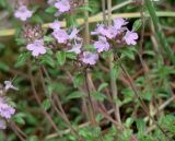 род Thymus. Верхушки цветущих растений. Бурятия, Тункинский р-н, окр. пос. Аршан. 18.07.2014.