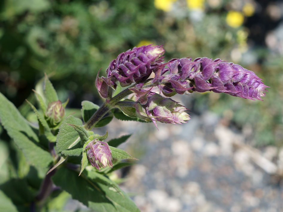 Изображение особи Salvia deserta.