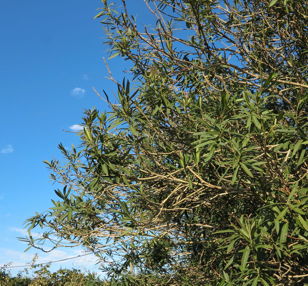 Image of Nerium oleander specimen.