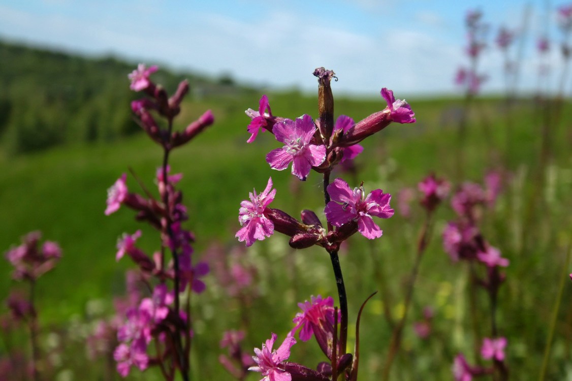 Изображение особи Viscaria vulgaris.