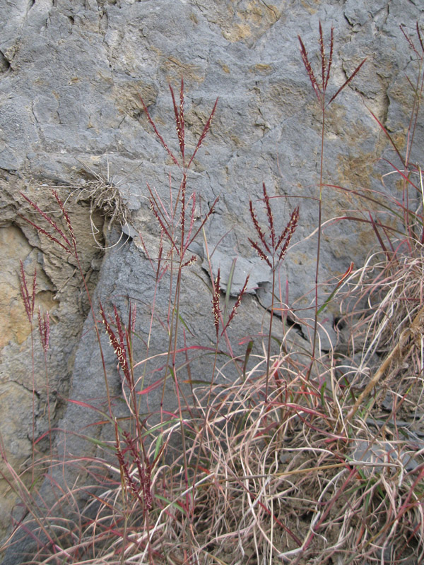 Image of Bothriochloa ischaemum specimen.