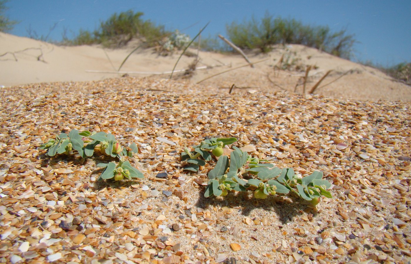 Image of Euphorbia peplis specimen.