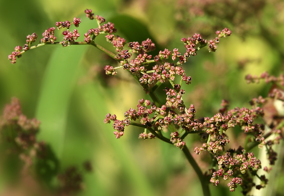 Изображение особи Lipandra polysperma.