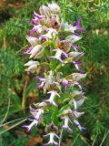 Orchis × angusticruris