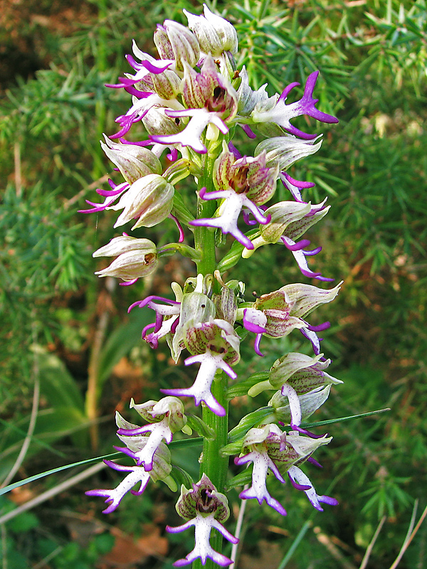 Image of Orchis &times; angusticruris specimen.