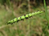 Paspalum dilatatum. Часть соцветия. Краснодарский край, Сочи, окр. Адлера, луг. 07.10.2014.