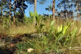 Polygonatum odoratum. Плодоносящее растение. Карелия, Сортавальский р-н, окр. пос. Ламберг, сосновое редколесье. 19.08.2015.