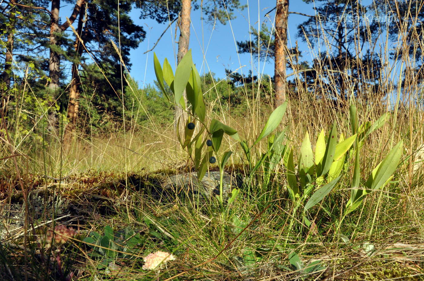 Image of Polygonatum odoratum specimen.