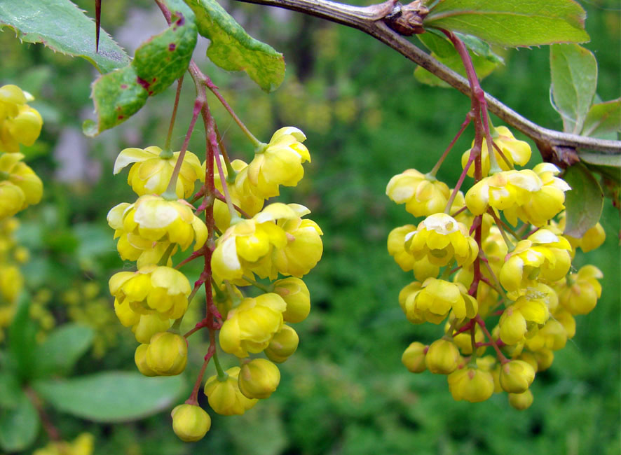 Изображение особи Berberis vulgaris.