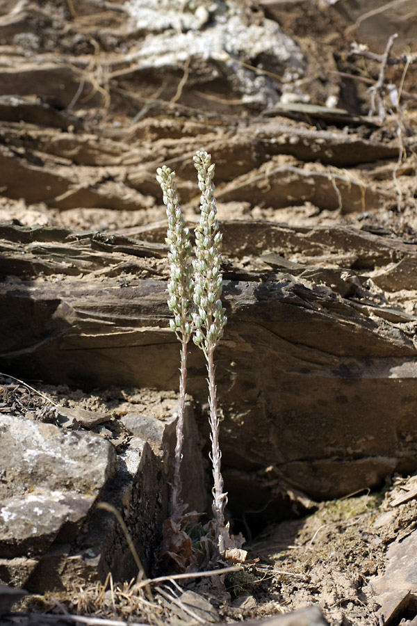 Изображение особи Rosularia subspicata.