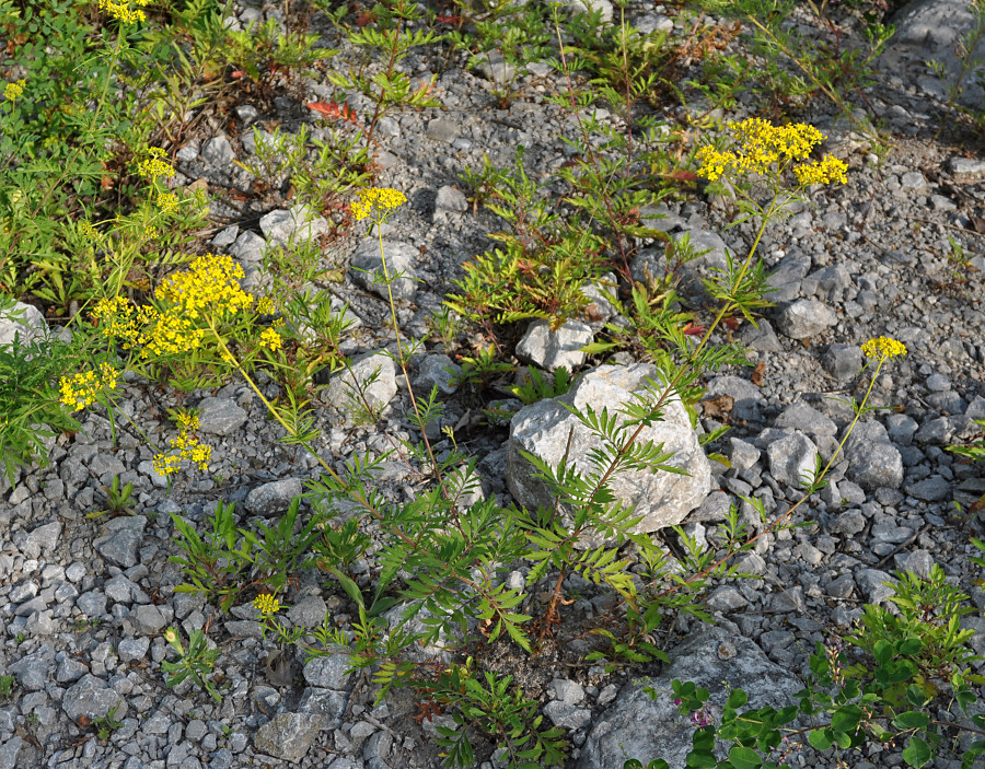 Изображение особи Patrinia rupestris.