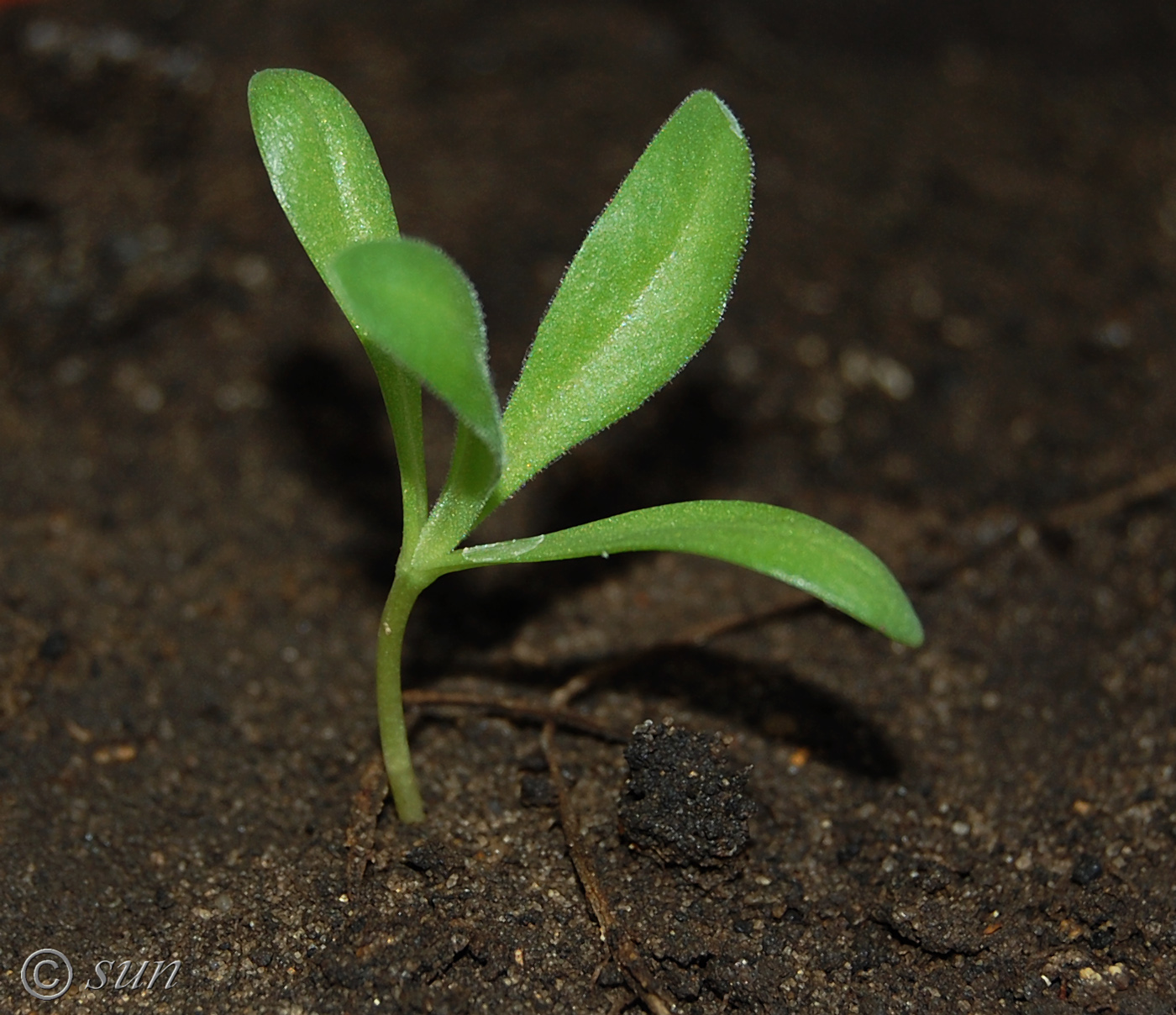 Image of Calendula officinalis specimen.