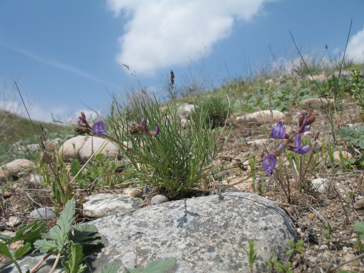 Изображение особи Astragalus nematodes.