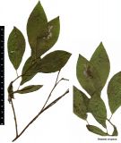 Salix jenisseensis