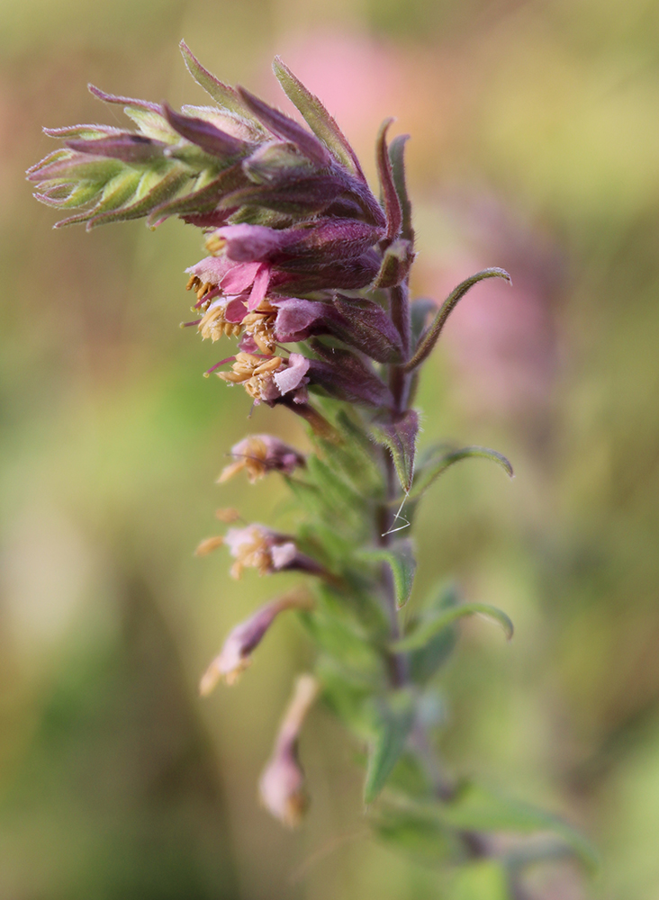 Изображение особи Odontites vulgaris.