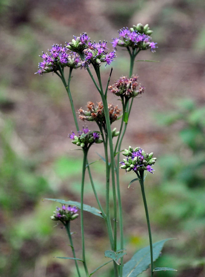 Изображение особи Saussurea parviflora.