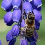 Muscari armeniacum