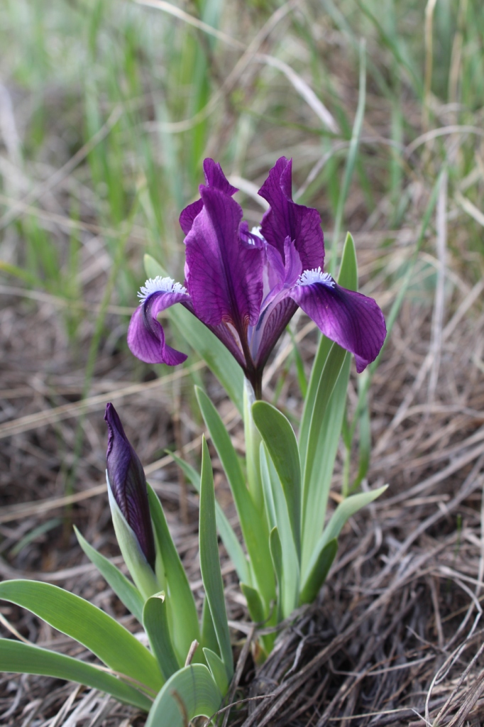 Image of Iris pumila specimen.