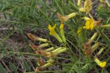 Astragalus &times; lagobromus