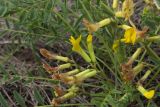 Astragalus &times; lagobromus