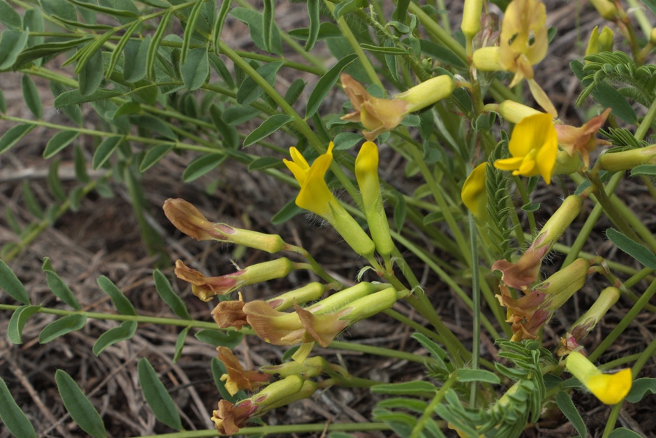 Изображение особи Astragalus &times; lagobromus.