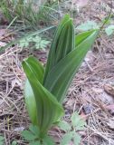 Veratrum lobelianum. Побег. Украина, Житомирская обл, лес. 22.04.2016.