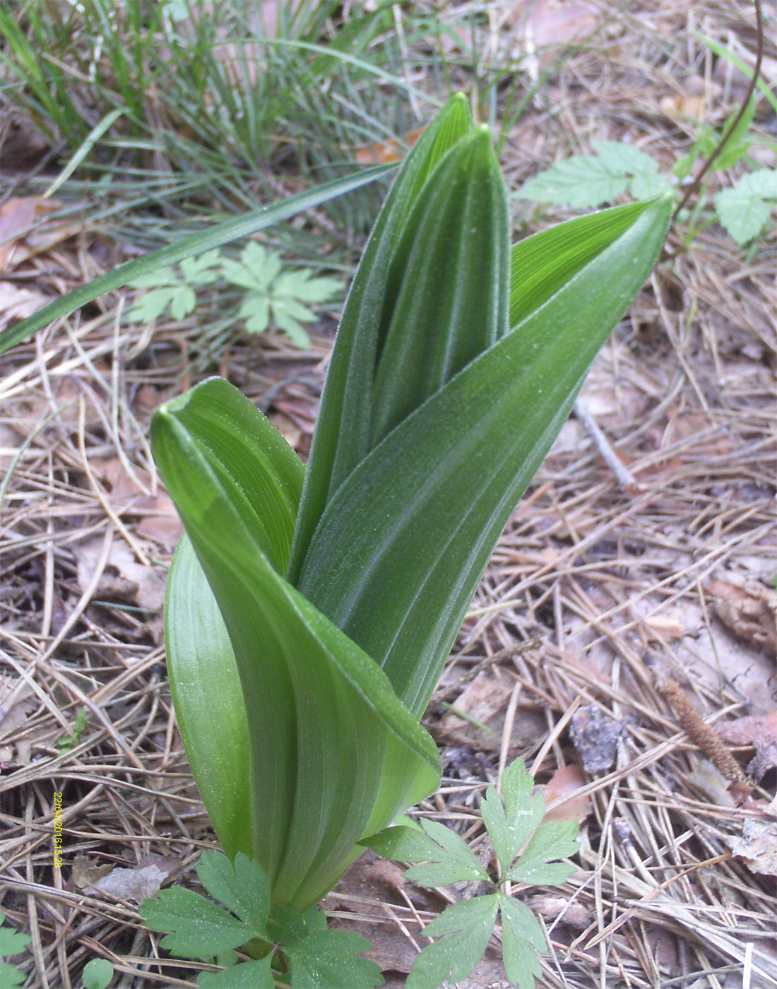 Изображение особи Veratrum lobelianum.