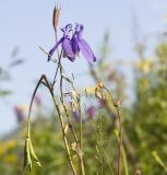 Aquilegia sibirica