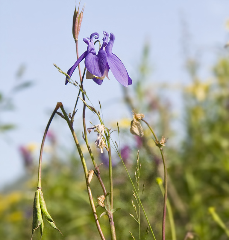 Изображение особи Aquilegia sibirica.
