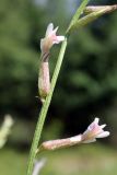 Astragalus angreni