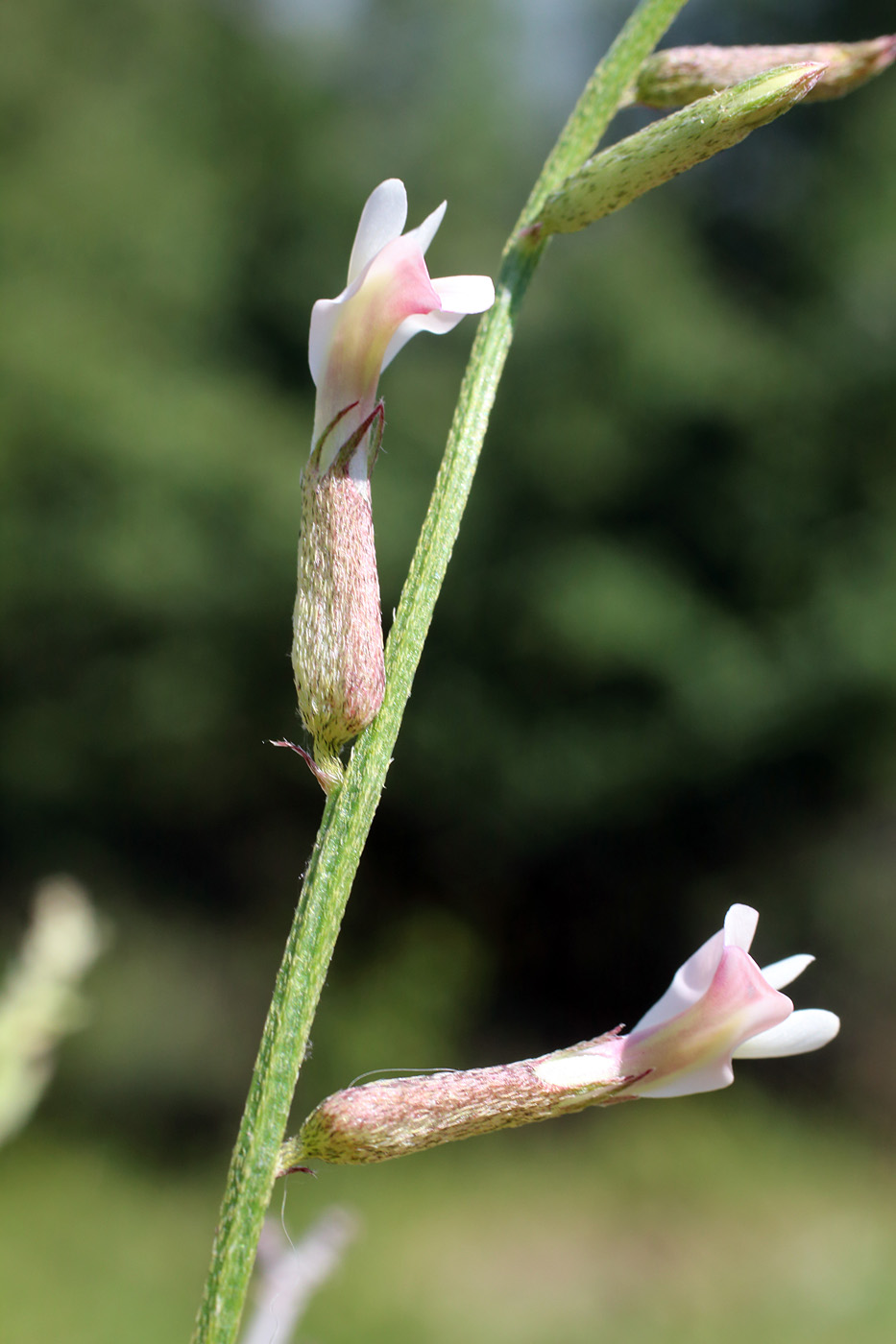 Image of Astragalus angreni specimen.
