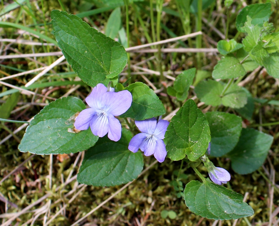 Изображение особи род Viola.