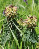 Pedicularis sibthorpii