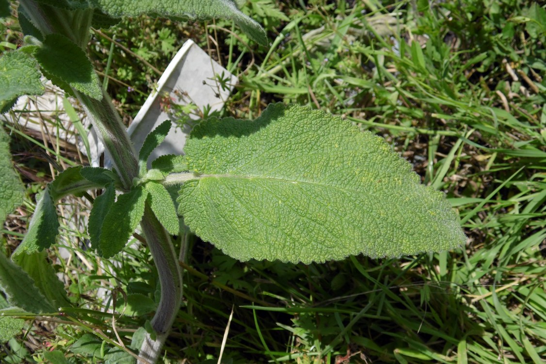 Изображение особи Stachys germanica.