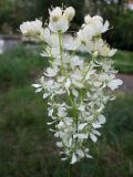 Filipendula vulgaris