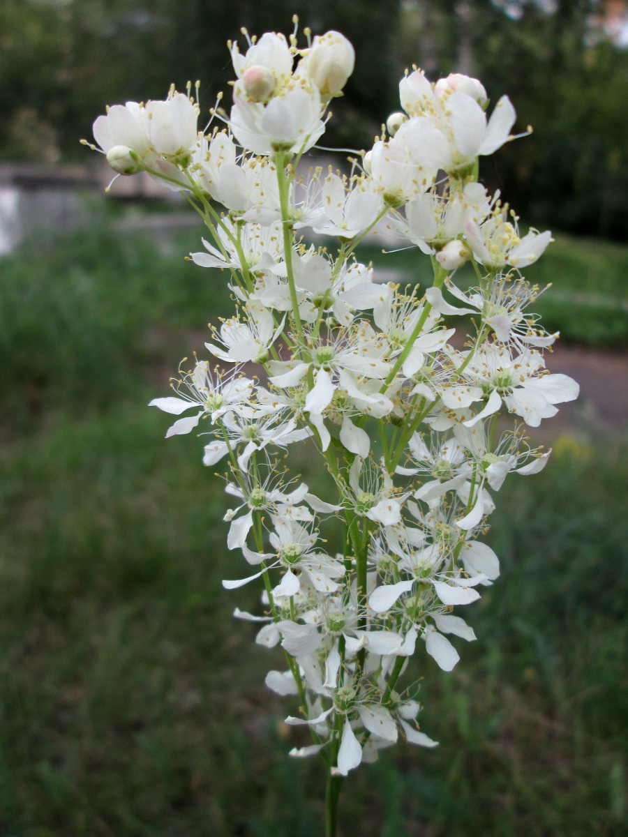 Изображение особи Filipendula vulgaris.