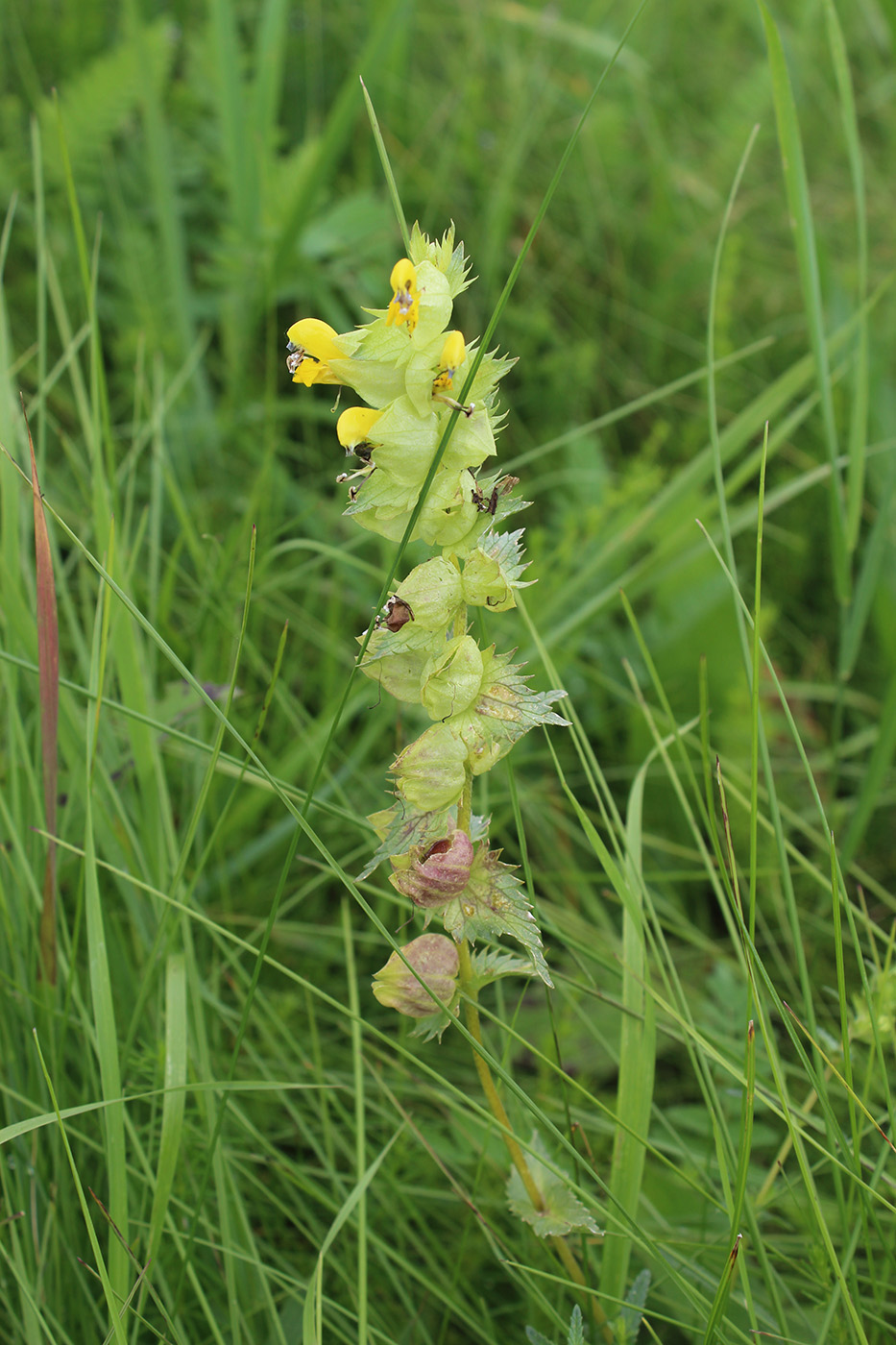 Изображение особи Rhinanthus vernalis.