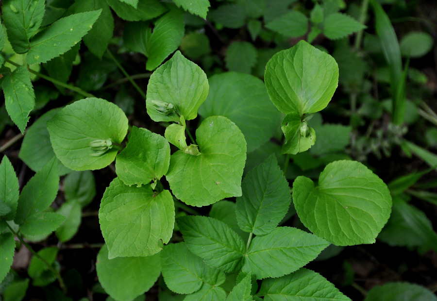 Image of Viola mirabilis specimen.